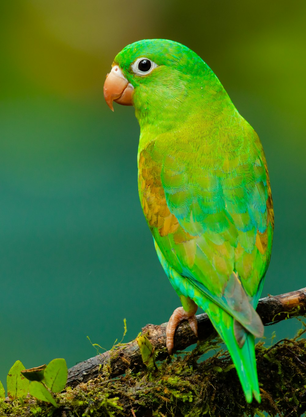 Beautiful colorful parrot in a rescue sanctuary setting, representing the vibrant life and hope found in parrot rescue work